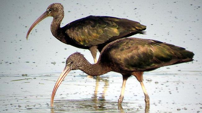 Censimento svernanti: più di 9000 uccelli acquatici nel Padule di Fucecchio