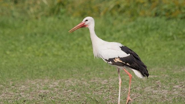 Laguna di Orbetello, Remaschi: 
