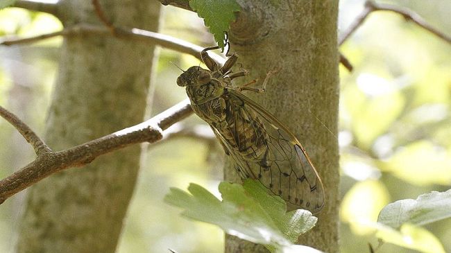 “L’Estate sta frinendo”: visita a tema ad Arnovecchio