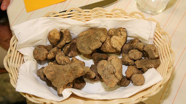 La Serra: inizia la stagione del Tartufo Bianco