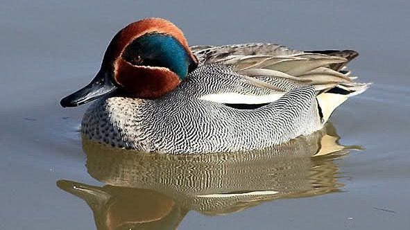 Padule di Fucecchio: 12000 uccelli acquatici svernanti