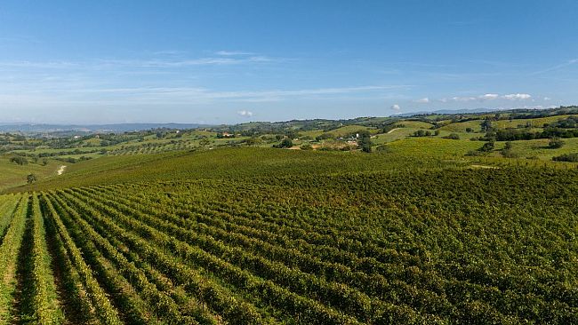 Maremma, Terra del Ciliegiolo DOC e altri Ciliegioli d’Italia