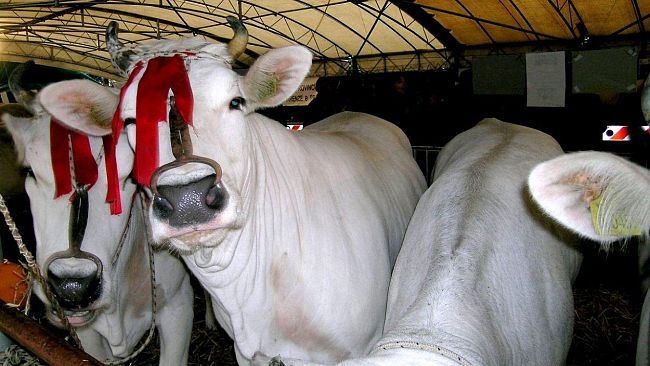 “Grande Fiera del Bestiame” a Campi Bisenzio