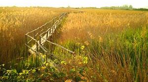Massaciuccoli: incendio doloso nell’Oasi LIPU