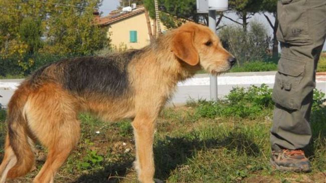 Appello per i cani scampati all'alluvione della Lunigiana