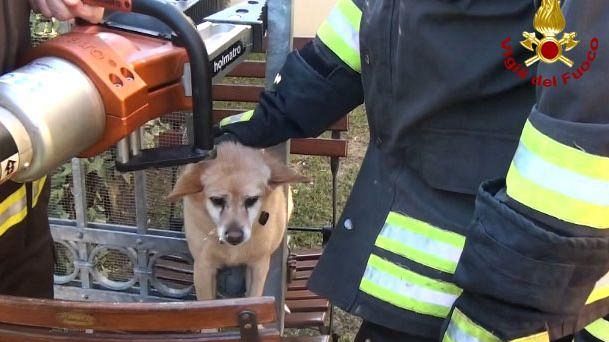 Pisa: i pompieri per liberare il cane dal cancello