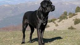 Toscana Pet Friendly, turismo con l'amico a 4 zampe