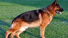 Cani senza guinzaglio nei parchi: fioccano le multe a Firenze