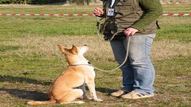 Il piccolo sfortunato campione del 'Parco degli animali' cerca casa