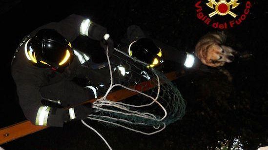 Lucca: recuperato cane precipitato in un fosso