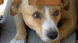 402 gli animali uccisi nel 2009. Piccioni e galline le principali vittime