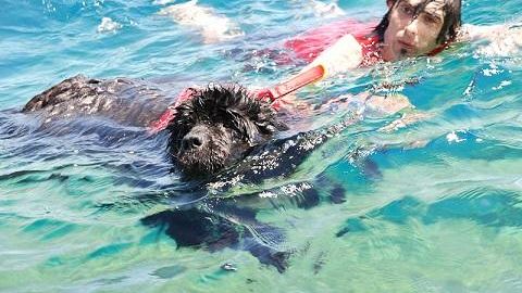 Europei di nuoto 2012 a Piombino. Arrivano i cani da salvataggio