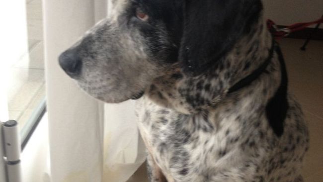 Firenze: un'area cani dedicata a Balto e Togo