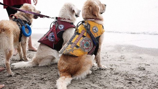 I cani bagnino in servizio in Toscana