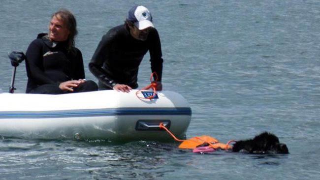 Cani bagnino si esercitano a Castiglione della Pescaia