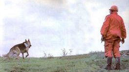 Storie di cuccioli in affido alla scuola cani di Scandicci