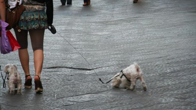 In arrivo la tassa su cani e gatti, Firenze la applicherà?