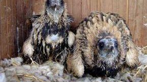 Ben quattro giovani capovaccai allevati al Centro di riproduzione WWF di Semproniano saranno liberati nei prossimi giorni