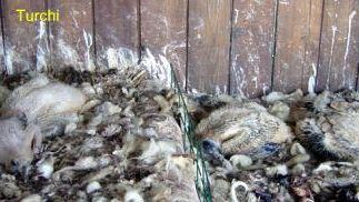 Al centro di riproduzione di Semproniano tre capovaccai turchi, nati da uova sequestrate dal Corpo Forestale dello Stato, nucleo CITES di Ancona