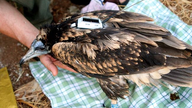 Capovaccaio: un pioneristico progetto del WWF Toscana