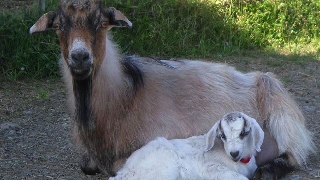 Sfalcio di capre sulla Pesa