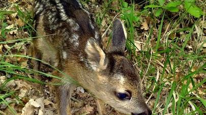 Capriolo urta automobilista... paga l'assicurazione della Provincia