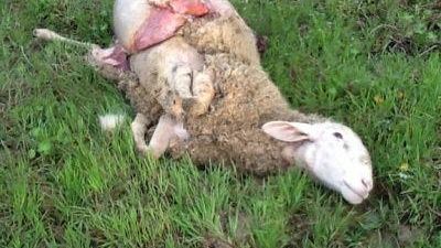 Sinalunga: tutti uccisi gli animali della fattoria didattica