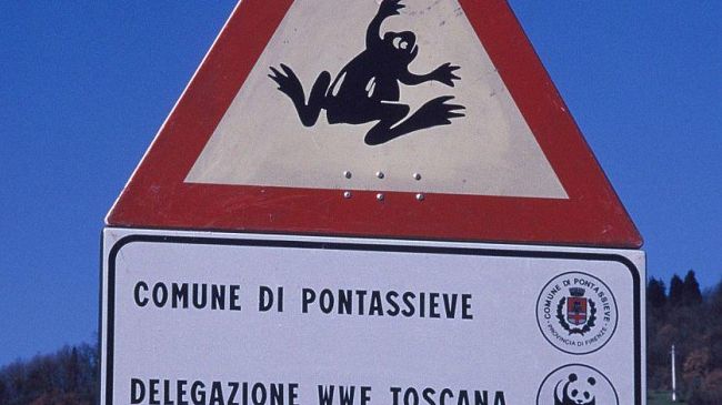 Strade più sicure per i rospi innamorati