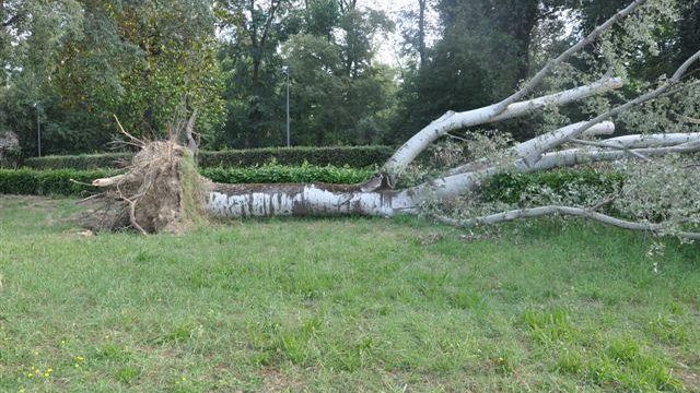 Ancora emergenza al parco delle Cascine