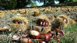 Castagne in Toscana, un tesoro di qualità