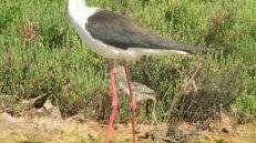 Fiocco rosa all'Oasi WWF del Palude Orti-Bottagone