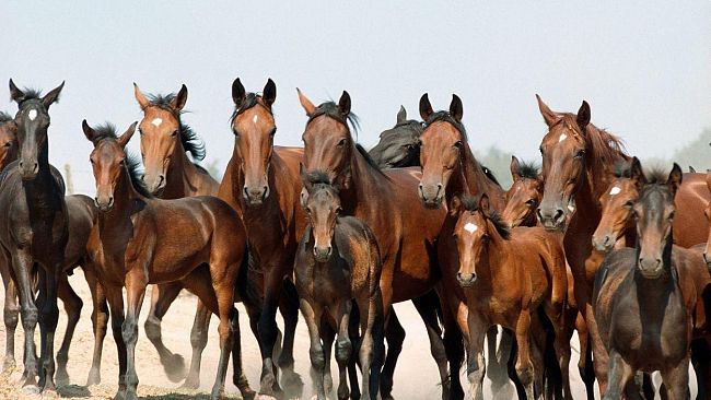 Tori e stalloni, la Toscana si muove