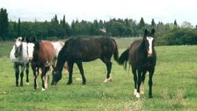 Montaione (Firenze): il primo Centro di recupero per cavalli maltrattati