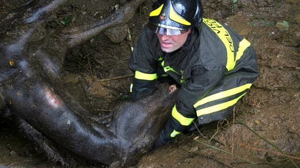 Grosseto: recuperato cavallo caduto in un fosso