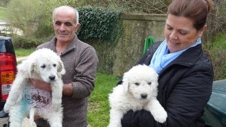 Per difendere i pascoli ecco i cani da gregge