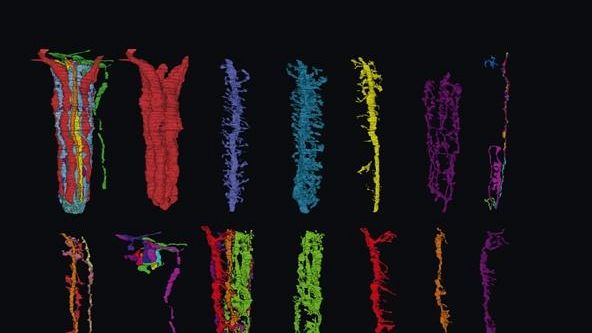 Neuroscienze: percezione e azione due facce della stessa medaglia?