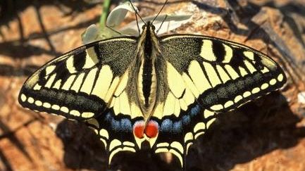 A luglio nelle Oasi WWF per scoprire le farfalle