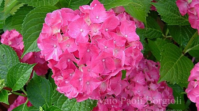 E’ l’ora di piantarla: rassegna nazionale di vivaismo