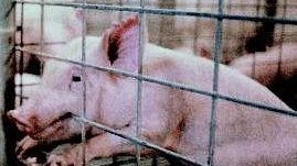 Febbre suina: in Messico 103 i morti e 1600 i sospetti, ma in Toscana nessun allarme