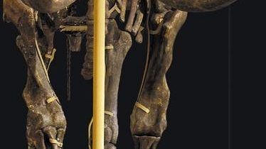 Museo di Storia Naturale: aperture durante le feste