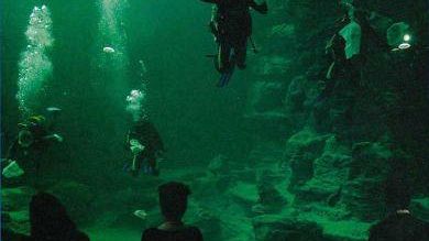 Livorno: l’acquario comunale Cestoni e le speranze di un turismo delle famiglie