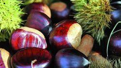b311121924-vetrina-toscana-2013-la-promozione-delle-tipicita-locali-agroalimentari