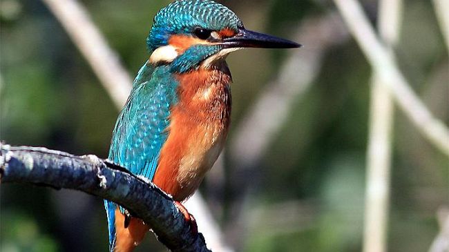 Escursioni nel Padule: itinerario storico-ambientale e visita area Righetti