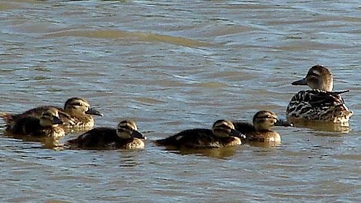 Cormorano e marzaiola nidificano nel Padule di Fucecchio