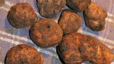 San Miniato, week end dedicato al Tartufo Marzuolo a Cigoli