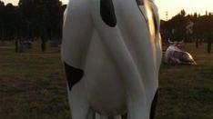 Le mucche del parco d'Arte E. Pazzagli <BR>Domenica 17 (ore 18) in via Sant'Andrea a Rovezzano 5 a Firenze