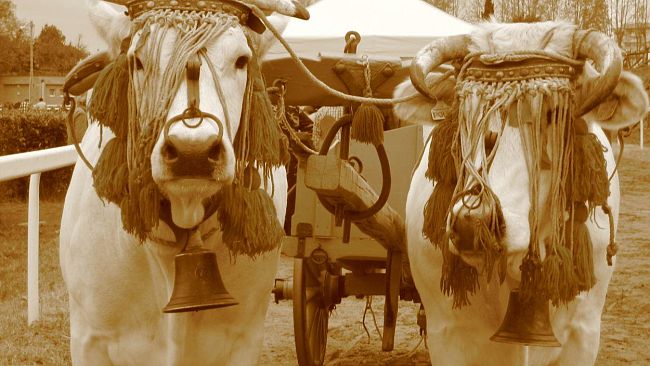 Tartufo Bianco: a SanMiniato la Mostra Mercato Nazionale