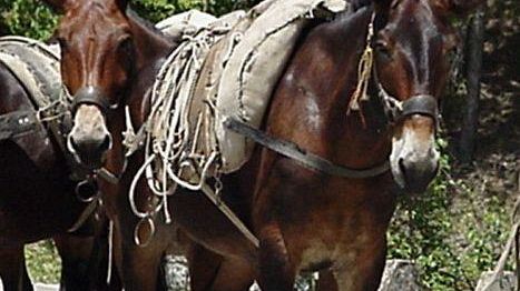 Uomo e animale: sostenere un rapporto economicamente difficile