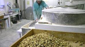 Modificato il disciplinare della Farina di Neccio della Garfagnana DOP