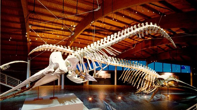 Vino ad Arte: il 9-11-12-13 dicembre in 22 musei della Toscana